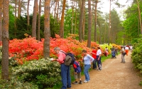 Jeli arborétum, Keszthely PROGRAM ****